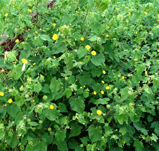 Abutilon indicum